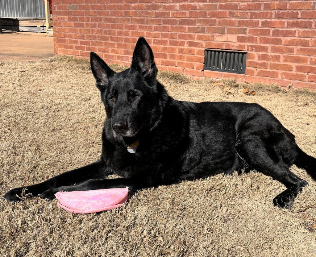 Mocha lying down outside with a frisbee