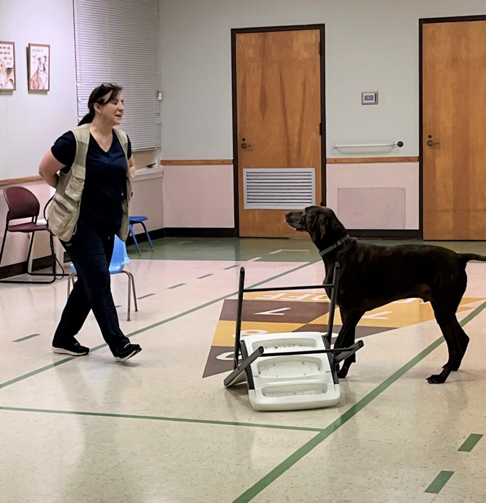 A woman is walking a dog in a room with a cart.